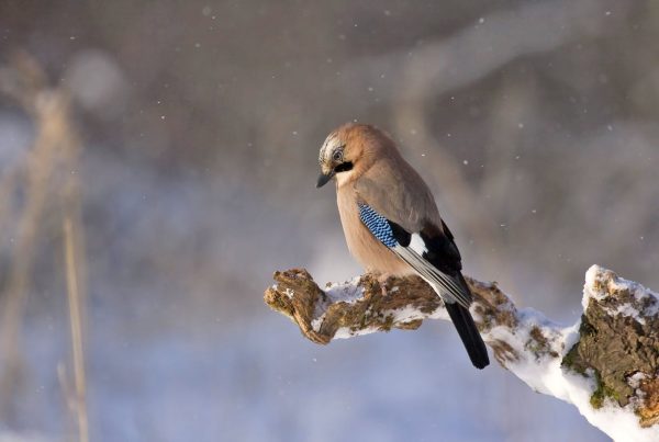 Blue Jay Bird